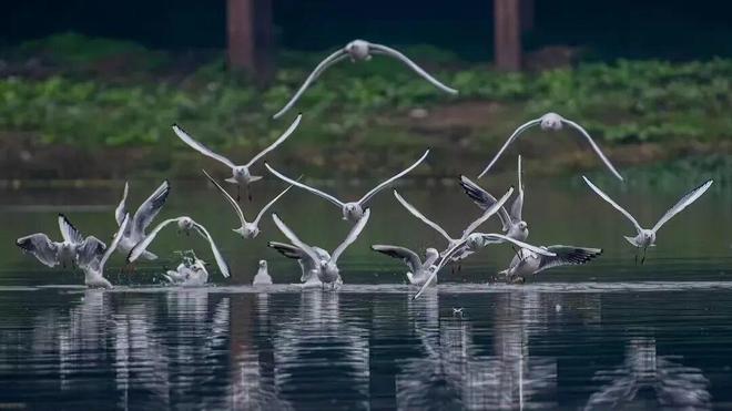 实干的邛崃—我们身边的“十四五”丨绿水青山映古城公园城市绽新颜(图15)